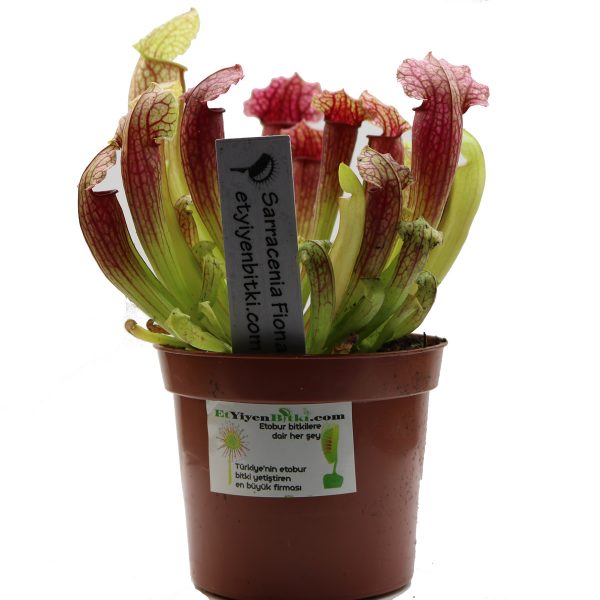 Sarracenia Fioana 1