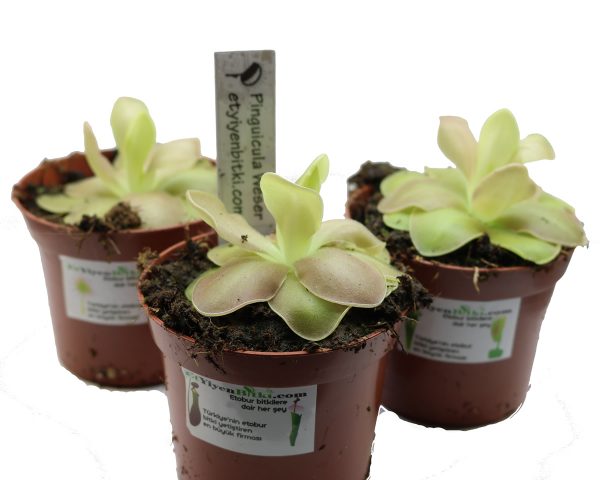 Pinguicula Weser