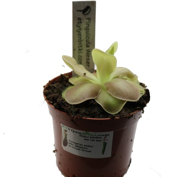 Pinguicula Weser1