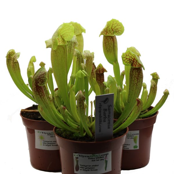 Sarracenia barba