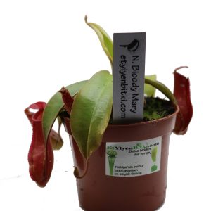 nepenthes bloody mary